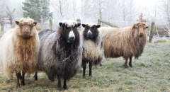 Viele Schafe