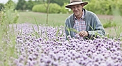 Mann in Blumenwiese