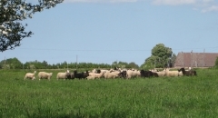 Feld mit Schafen