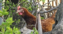Huhn im Garten